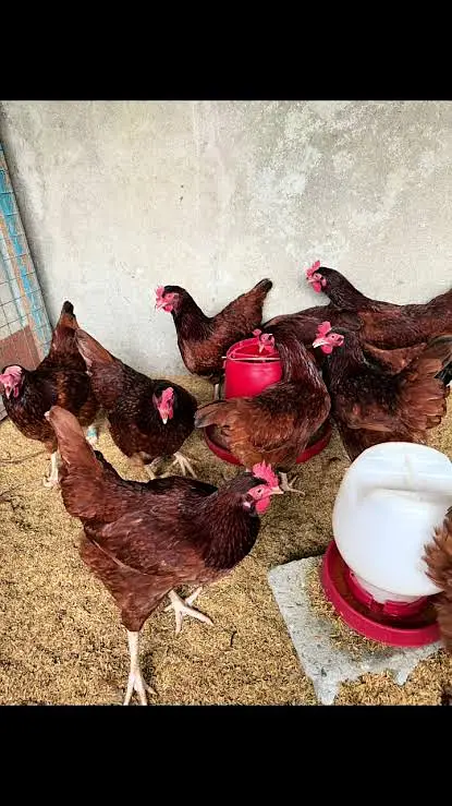 Chicks and Fertile Eggs RIR PLYMOUTH — photo 5