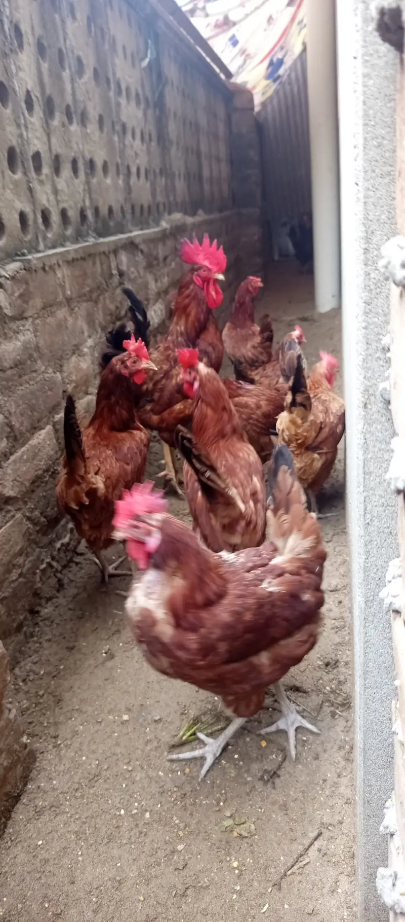 Chicks and Fertile Eggs RIR PLYMOUTH — photo 6