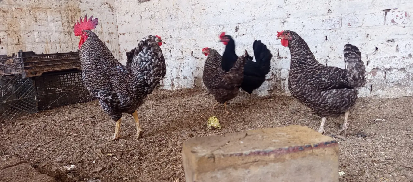 Chicks and Fertile Eggs RIR PLYMOUTH — photo 7