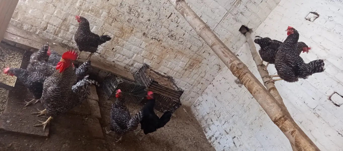 Chicks and Fertile Eggs RIR PLYMOUTH — photo 8