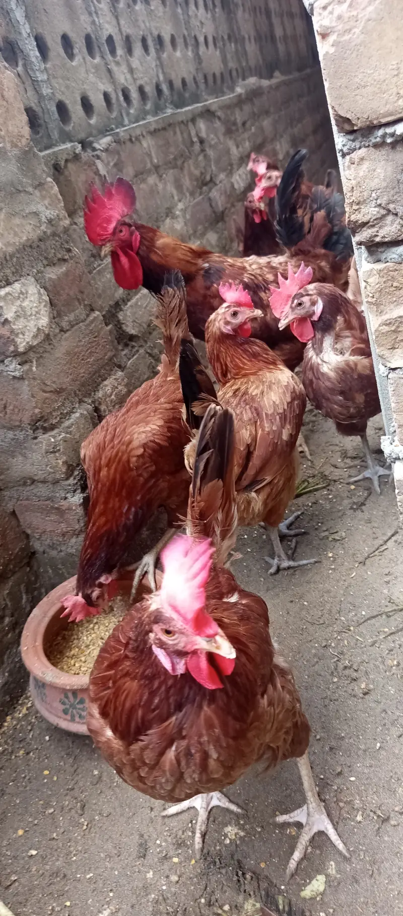 Chicks and Fertile Eggs RIR PLYMOUTH — photo 9