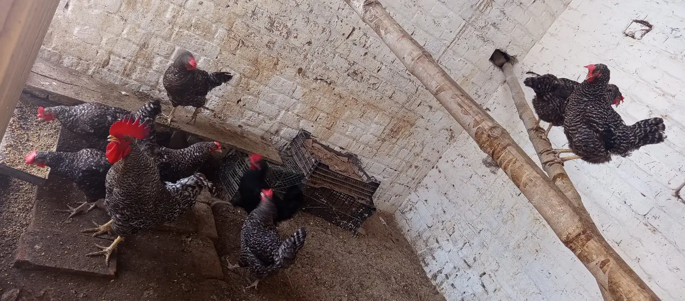 Chicks and Fertile Eggs RIR PLYMOUTH — photo 10