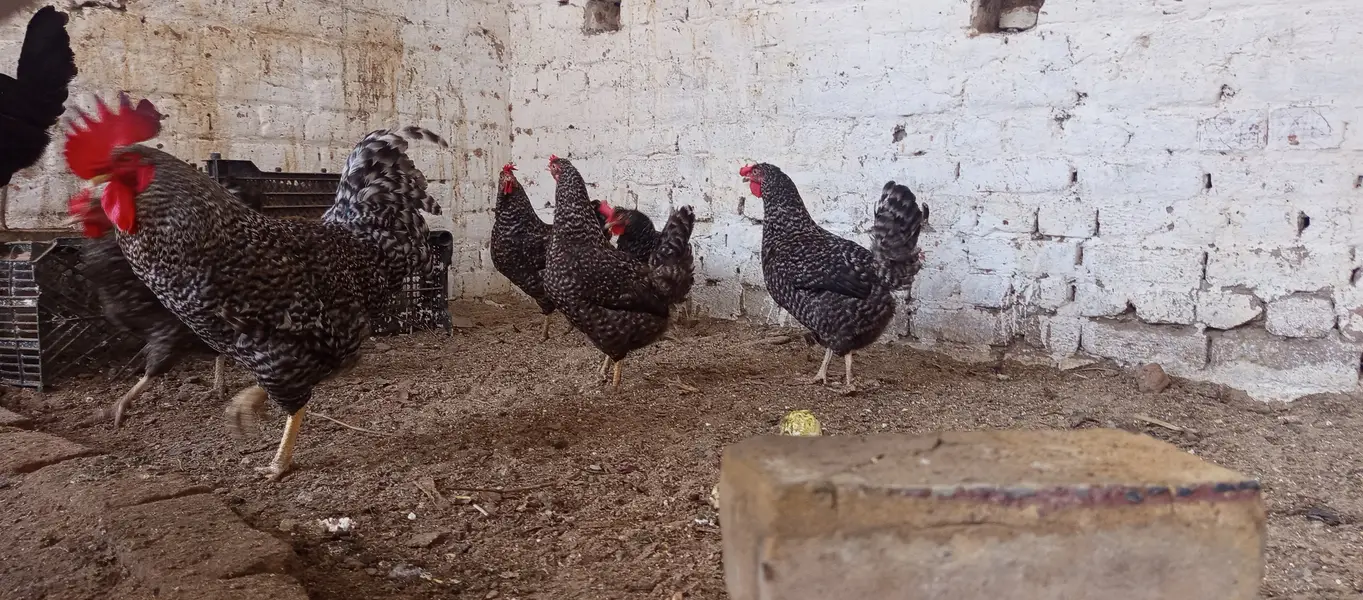 Chicks and Fertile Eggs RIR PLYMOUTH — photo 11