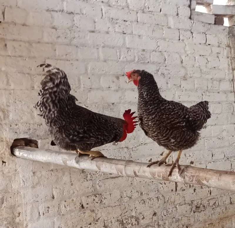 Chicks and Fertile Eggs RIR PLYMOUTH — photo 12