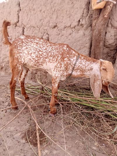 desi Bakra for Sale Call 03490704921
