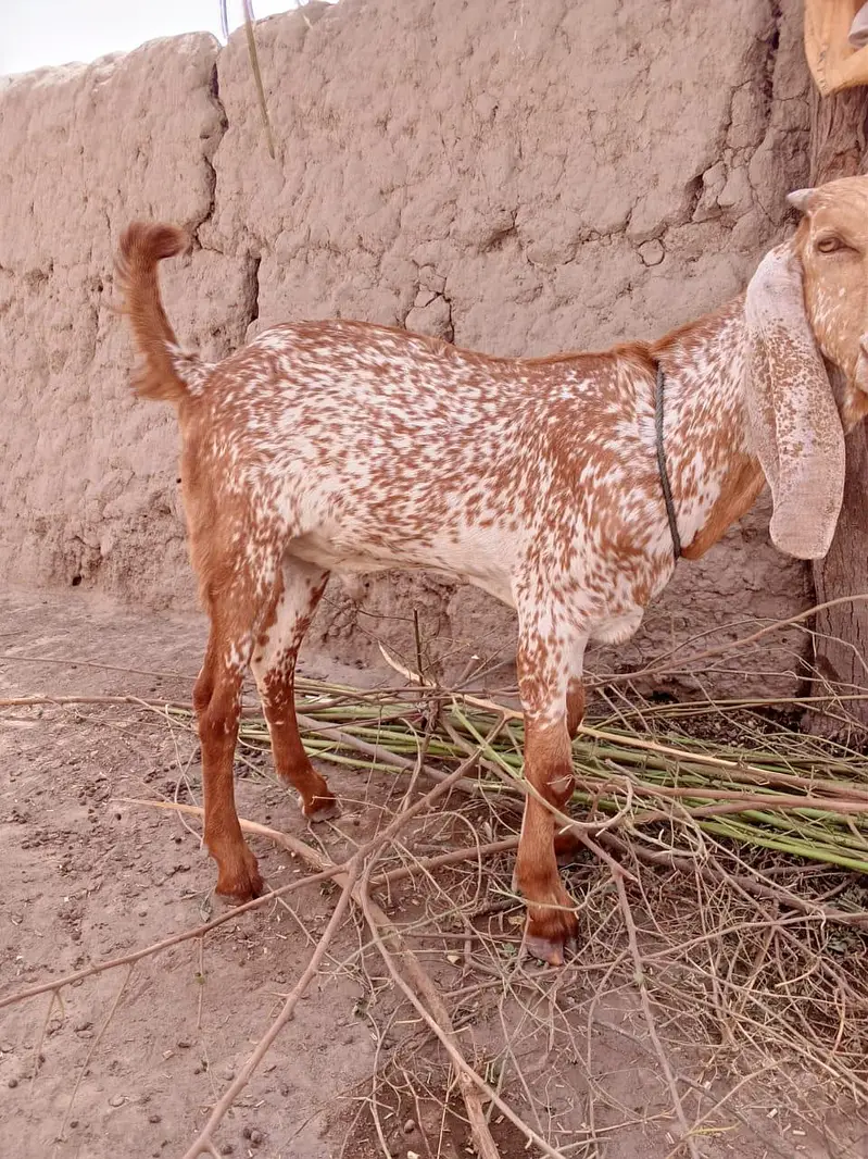desi Bakra for Sale Call 03490704921 — photo 2