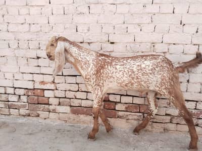 desi Bakra for Sale Mashallah Call 03490704921