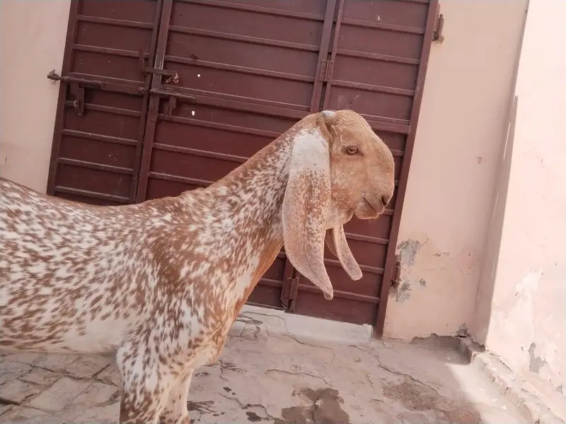 desi Bakra for Sale Mashallah Call 03490704921 — photo 2