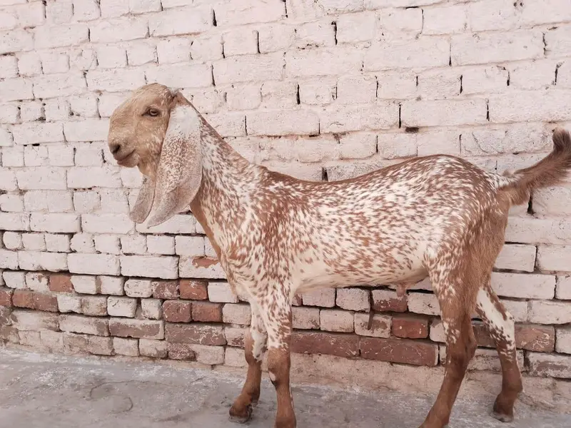 desi Bakra for Sale Mashallah Call 03490704921 — photo 3