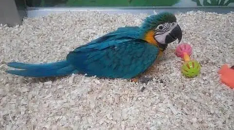 blue Macau parrot cheeks for sale 0370/7908/904 — photo 3