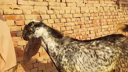 desi Bakra for sale 03490704921