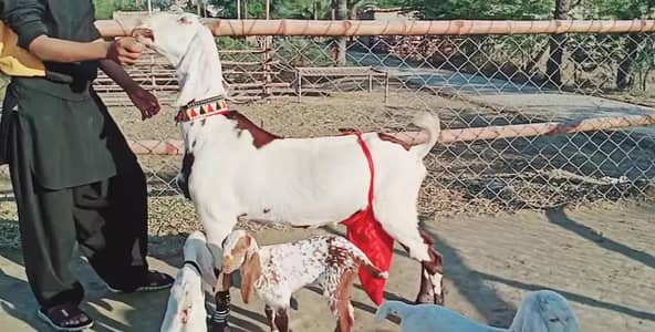 desi Bakri for sale teen bachon wali/03490704921