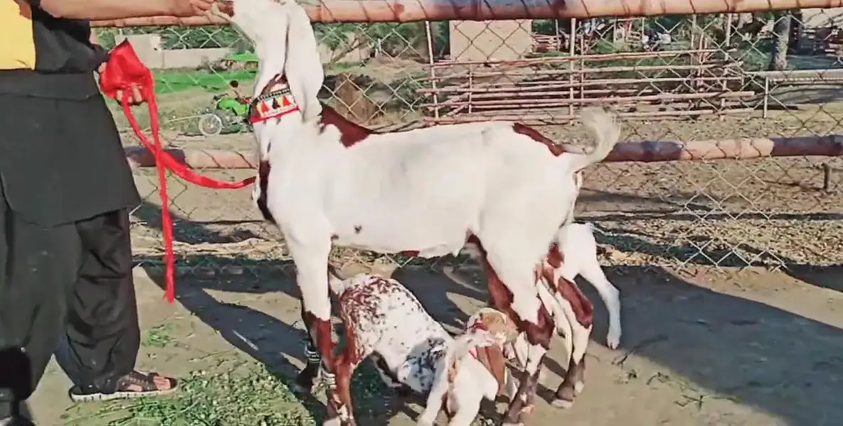 desi Bakri for sale teen bachon wali/03490704921 — photo 2