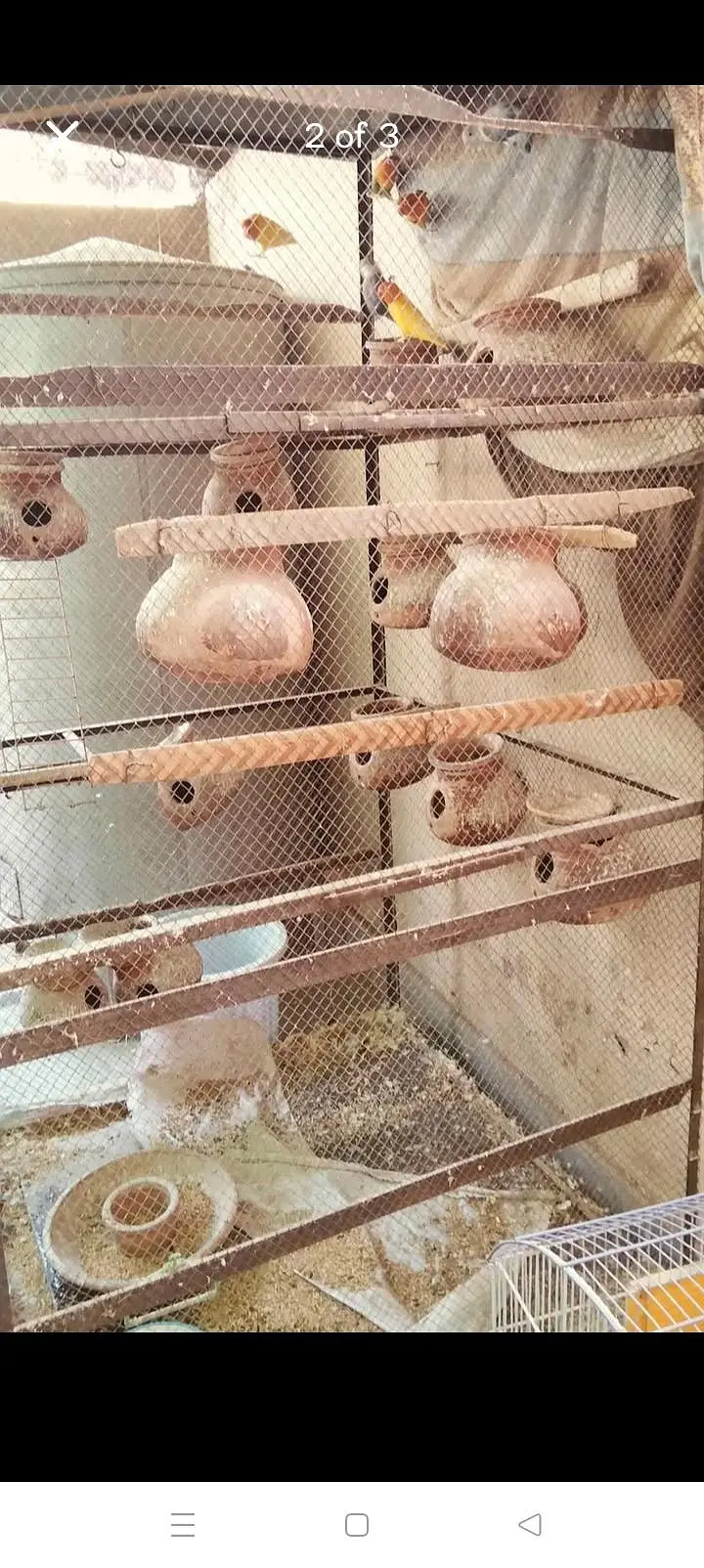 biiiiiig pinjra — photo 2