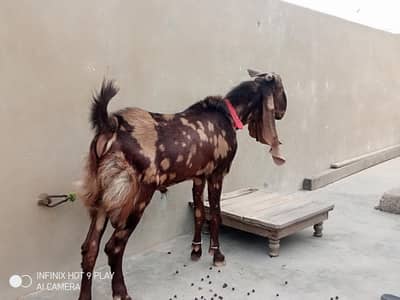 ajrak breeder