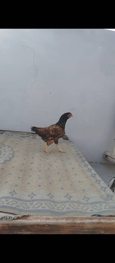 Amroha aseel murga