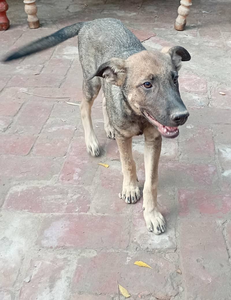 Mooti 0