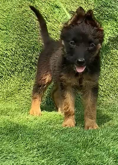 Garman Shapherd Female 03298202490