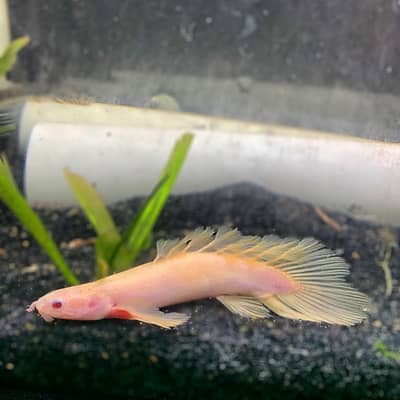 Longfin alnino Sanegal Bichir