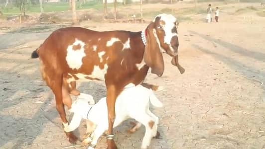 desi Bakri for sale do bacho wali/03490704921