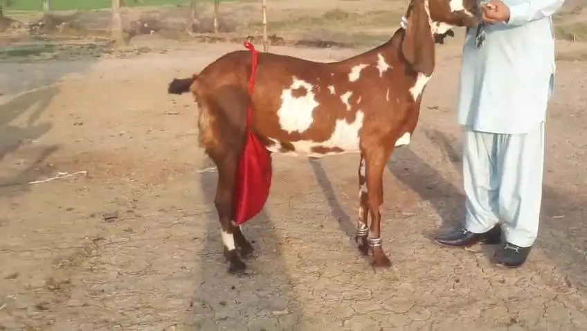 desi Bakri for sale do bacho wali/03490704921 — photo 3