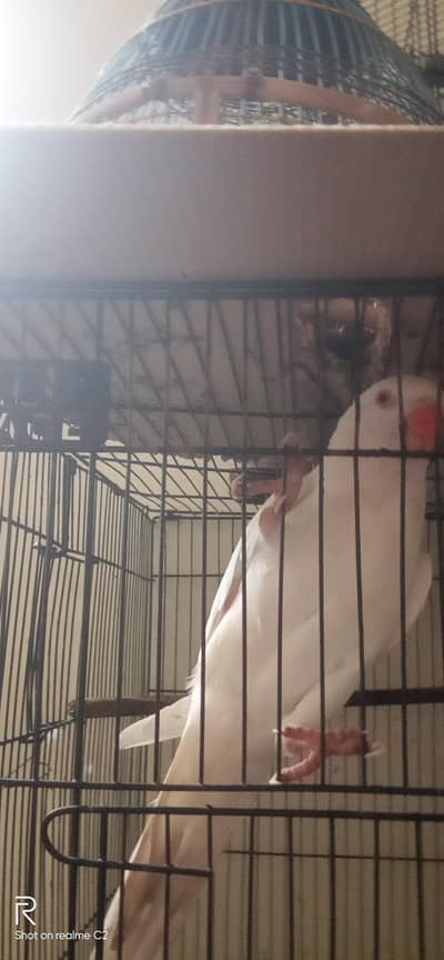 white breeder female 03127093372