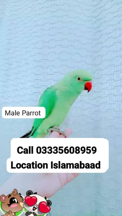 Hand Tamed Full Friendly Green Ring Neck Male Parrot Jumbo Size