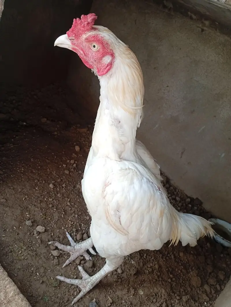 Aseel Heera Patha bilkul bnd gand jor han or churas Nali ma hai — photo 3