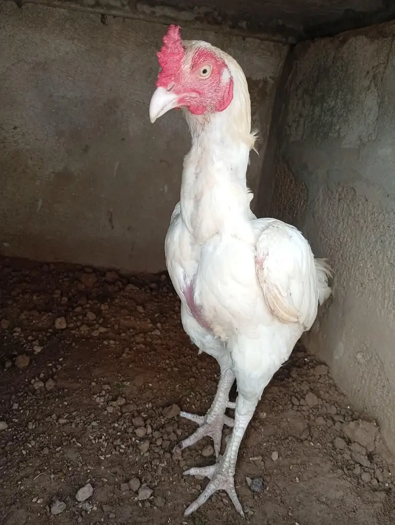Aseel Heera Patha bilkul bnd gand jor han or churas Nali ma hai — photo 4