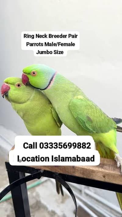 Pair Green Ring Neck Breeder Parrots Male/Female Jumbo Size