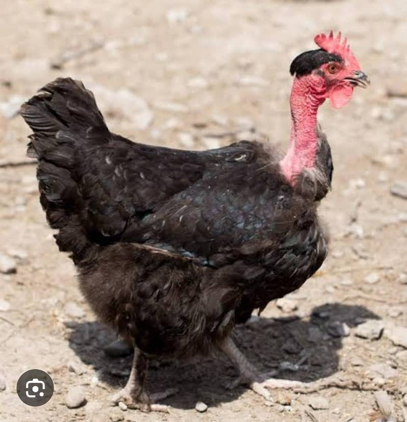 مجھے اس طرح کی گنجی مرغیاں 2 عدد چاہیے۔ 0