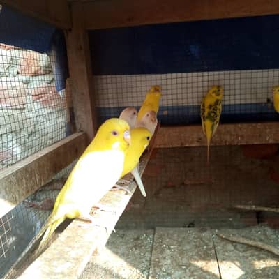 budgie's parrot 