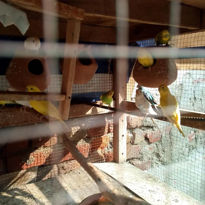 budgie's parrot  — photo 2