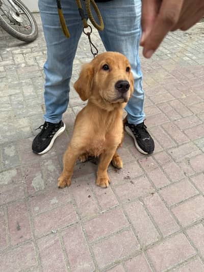 Golden retriever female hy