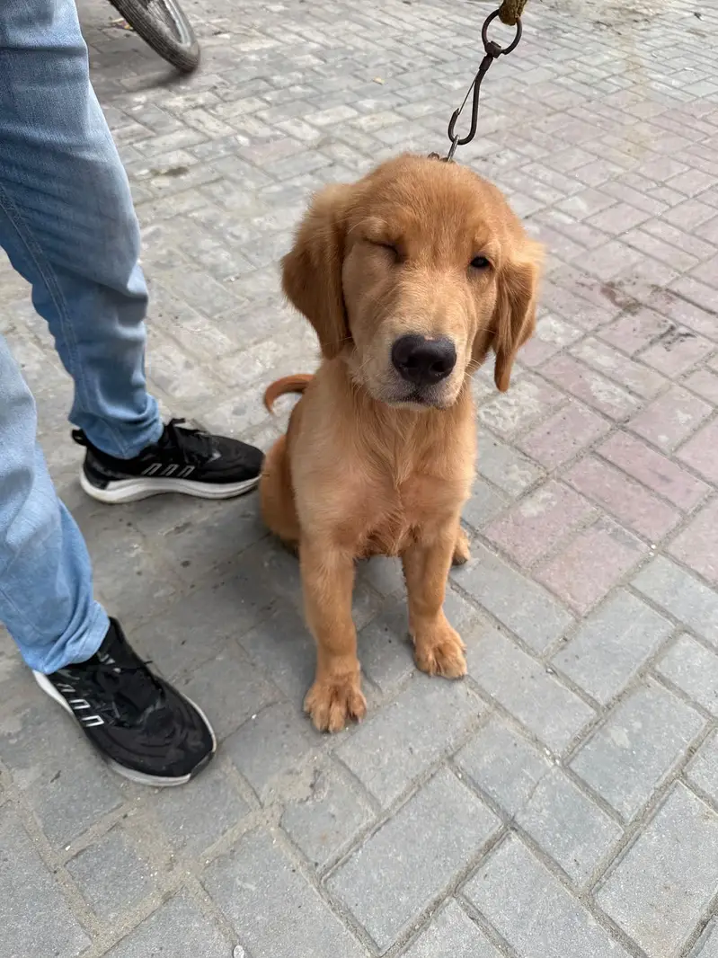 Golden retriever female hy — photo 3