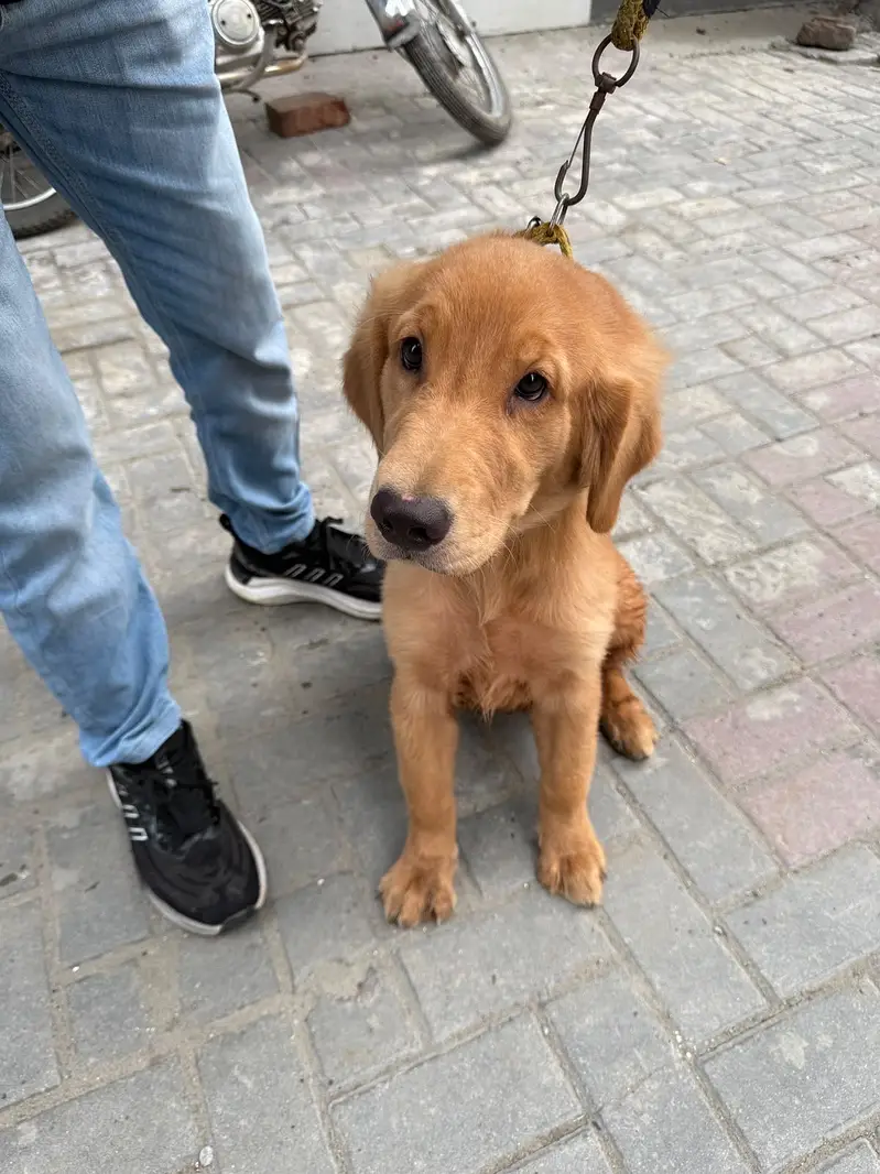 Golden retriever female hy — photo 4