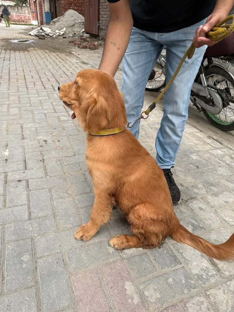 Golden retriever female hy — photo 6