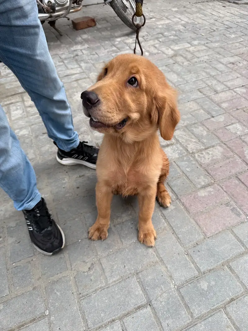 Golden retriever female hy — photo 7