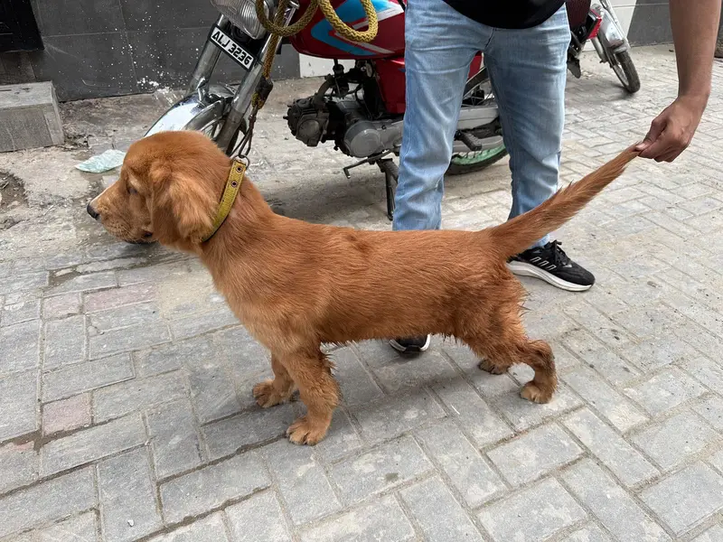 Golden retriever female hy — photo 8