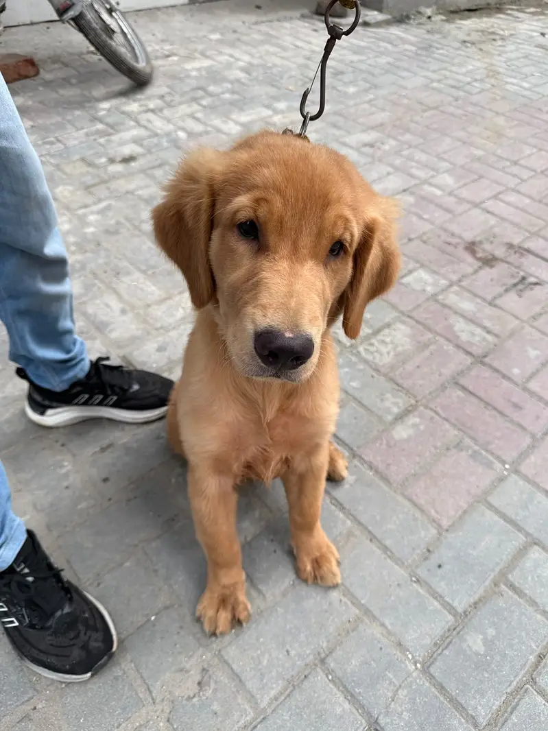 Golden retriever female hy — photo 9