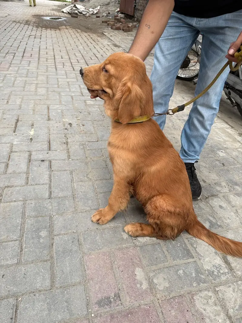 Golden retriever female hy — photo 10