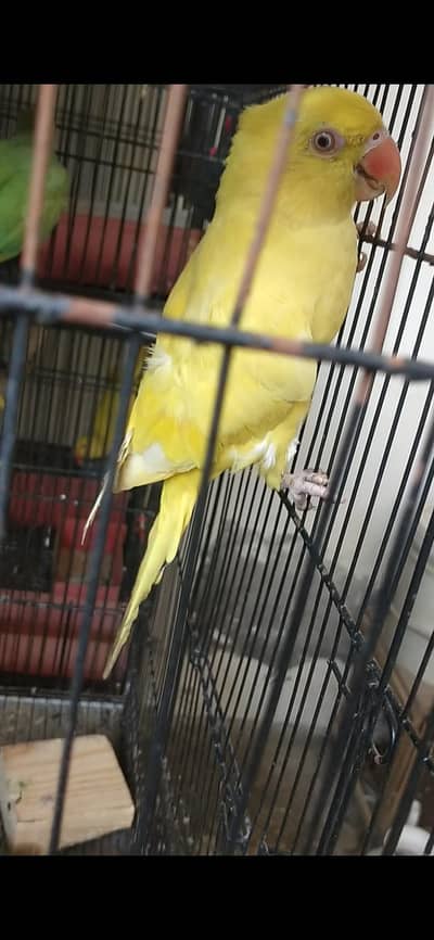 yellow female breeder 03127093372