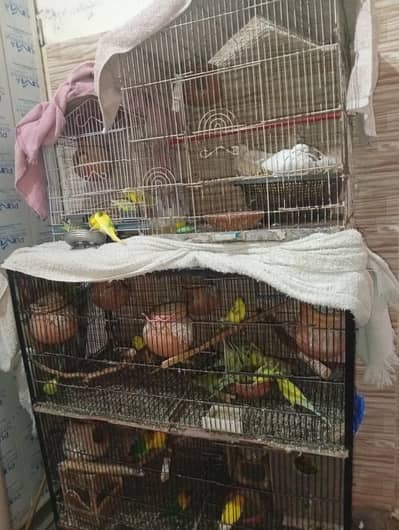 All birds for sale