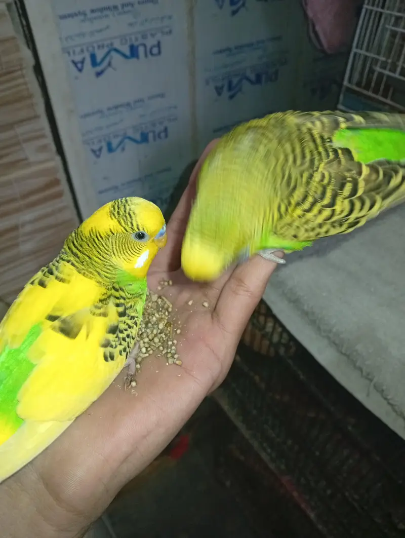 All birds for sale — photo 2