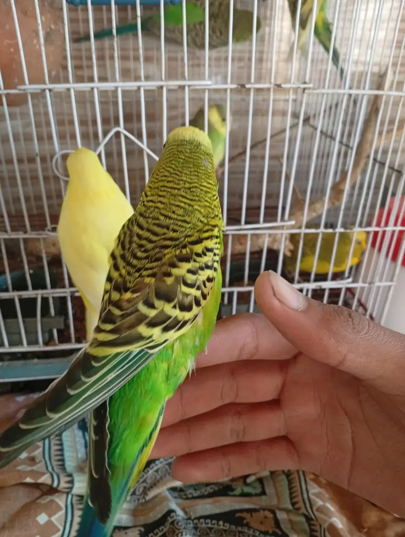 All birds for sale — photo 3