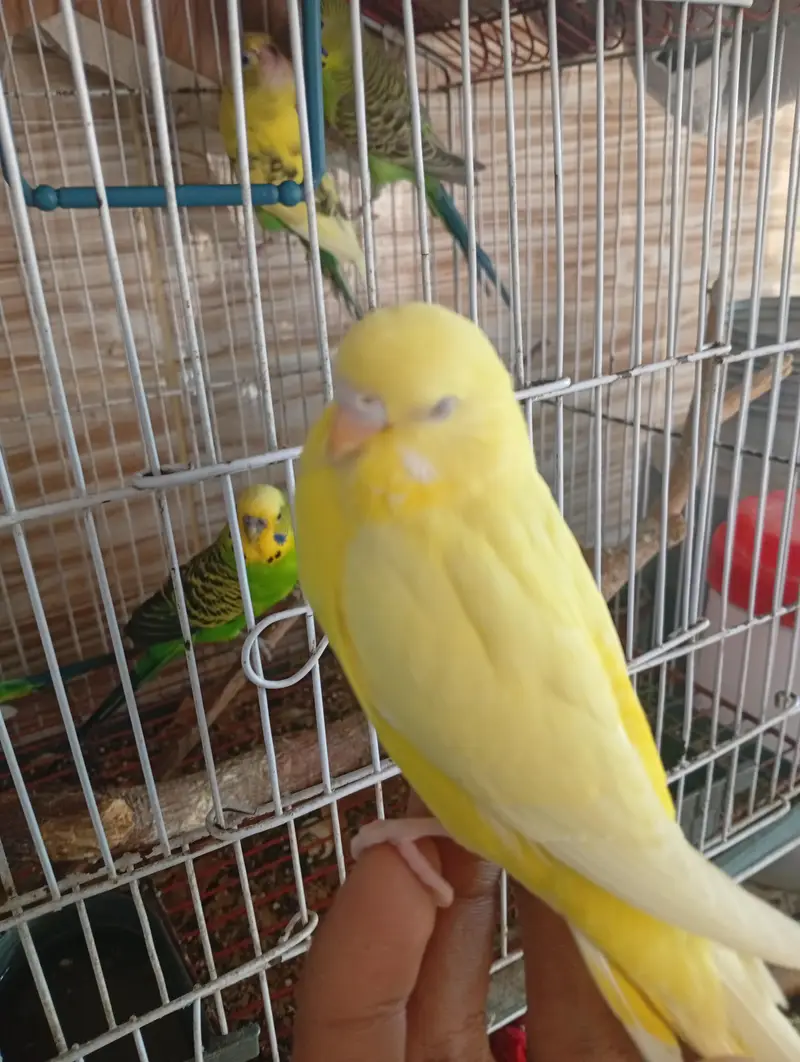 All birds for sale — photo 4
