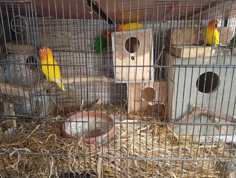 All birds for sale — photo 5