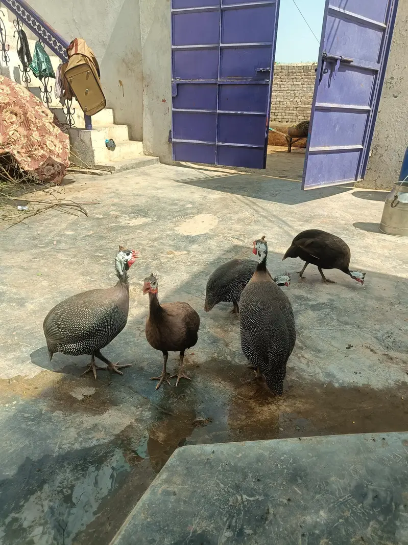 MashaAllah bikul zabrdast