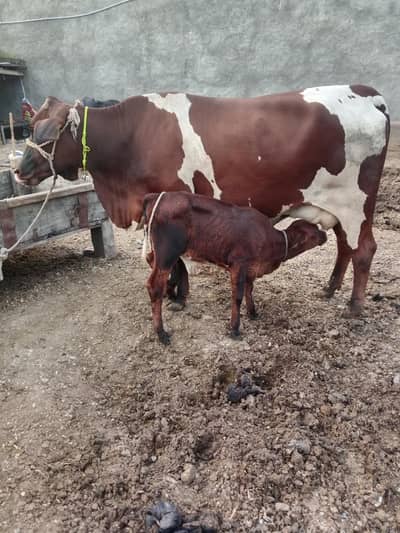 Cow/Cross Cow. /Wachi/Bufflao
