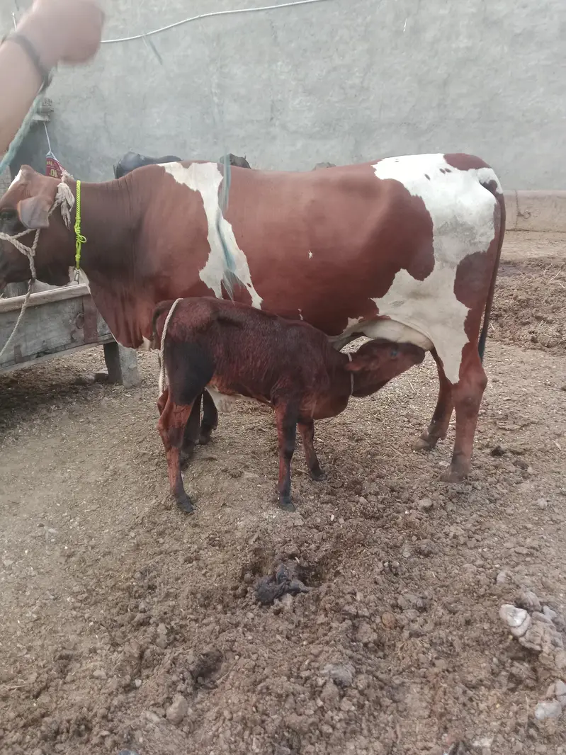 Cow/Cross Cow. /Wachi/Bufflao — photo 2